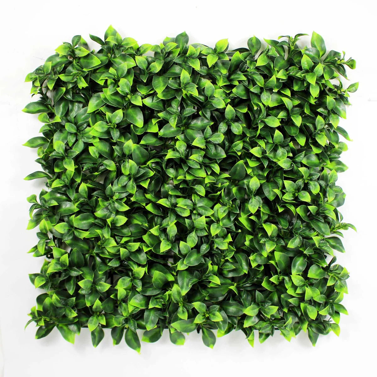 Classic Pittosporum 50cm x 50cm