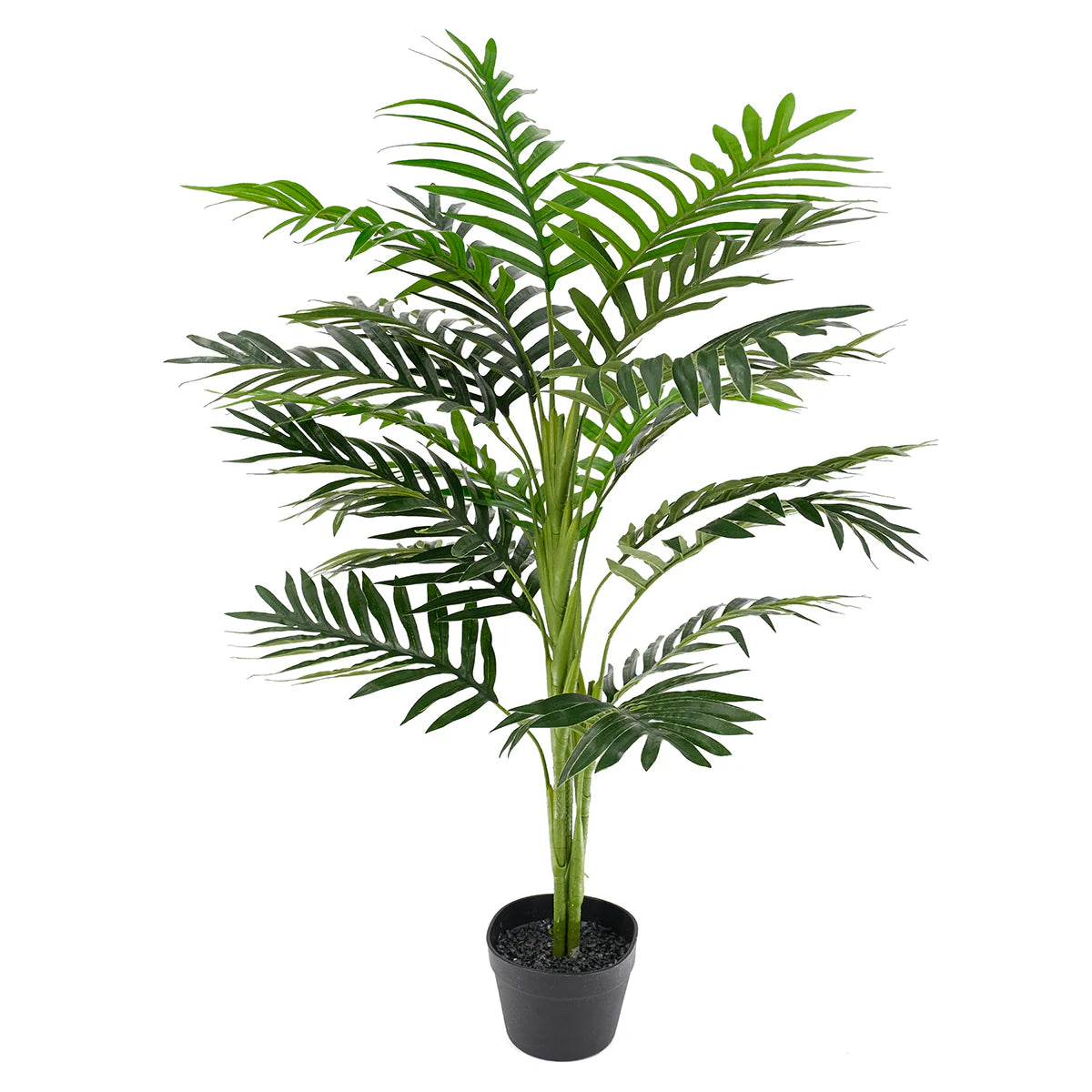 Palm Tree 1m (4 Plants Per Box)