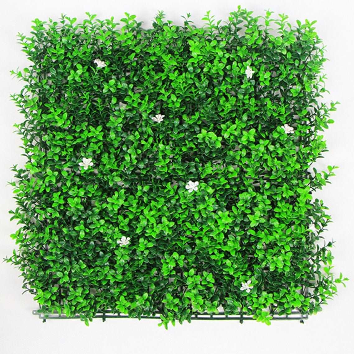 Classic Boxwood with Jasmine Flowers 50cm x 50cm